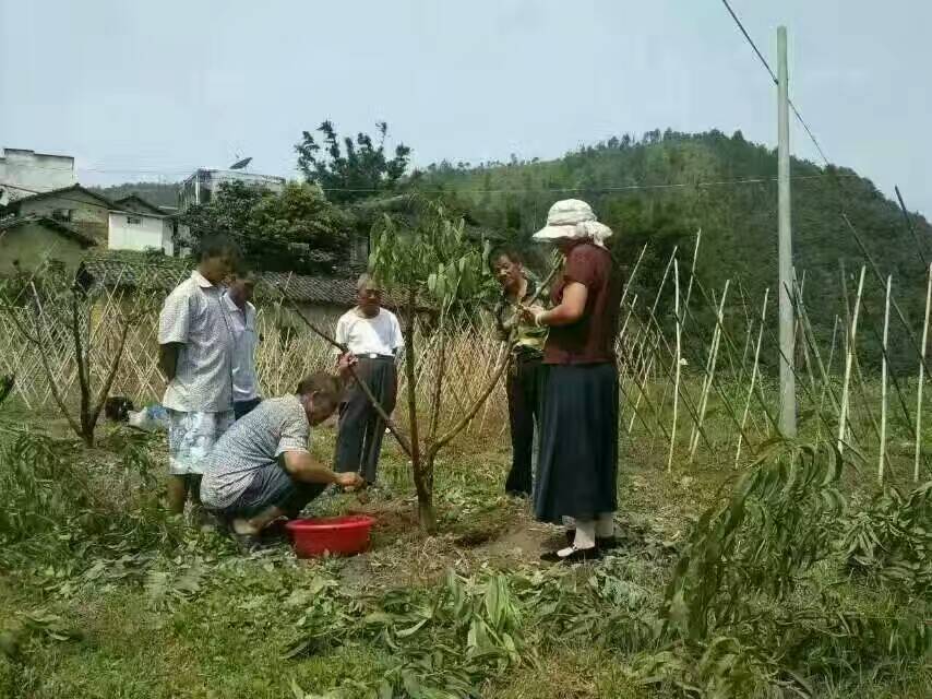 廣東水蜜桃樹根腐病.流膠病現(xiàn)場(chǎng)查看與治療
