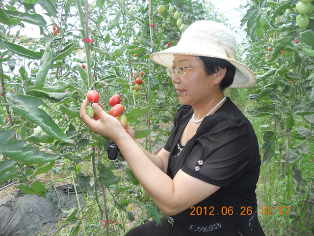 綠色生物有機肥使用基地，發(fā)明人徐貴閣現(xiàn)場查看指導(dǎo)